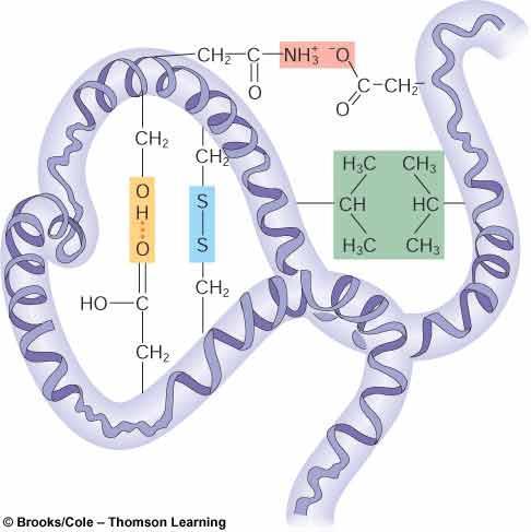 24 (2 of 4) Tertiary Structure Major Molecules of Life Overall folding Determined by size and placement of amino acids in protein Chaperone proteins aide in the folding of polypeptide chains A