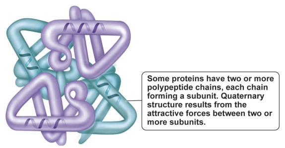 Quaternary Structure Proteins quaternary structure Multiple chains of amino acids (polypeptide chains)