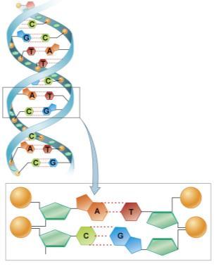 Nucleic Acids Nucleic Acids - DNA DNA as two strands that form a distinctive double helix as
