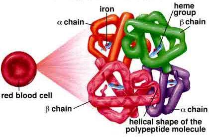 structure HEMOGLOBIN Carries oxygen in blood -  structure