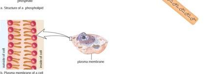 » Bulk of cell plasma membrane consists of phospholipid bilayer.