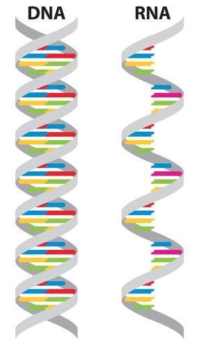 DNA vs RNA DNA RNA Double stranded Helix Used in gene expression in most organisms Single