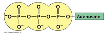 Example of FG in action- ATP: Chemical Energy for Cells Adenosine triphosphate (ATP), is made of