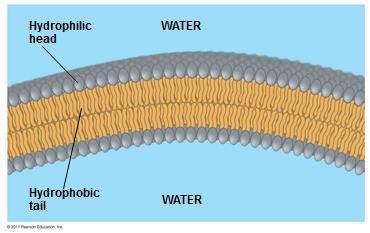 Phospholipids Phospholipids are the major component of all cell membranes; b/c the phosphate head