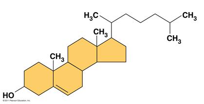 Steroids Steroids are lipids with a carbon skeleton consisting of four fused rings The steroid Cholesterol is a component in