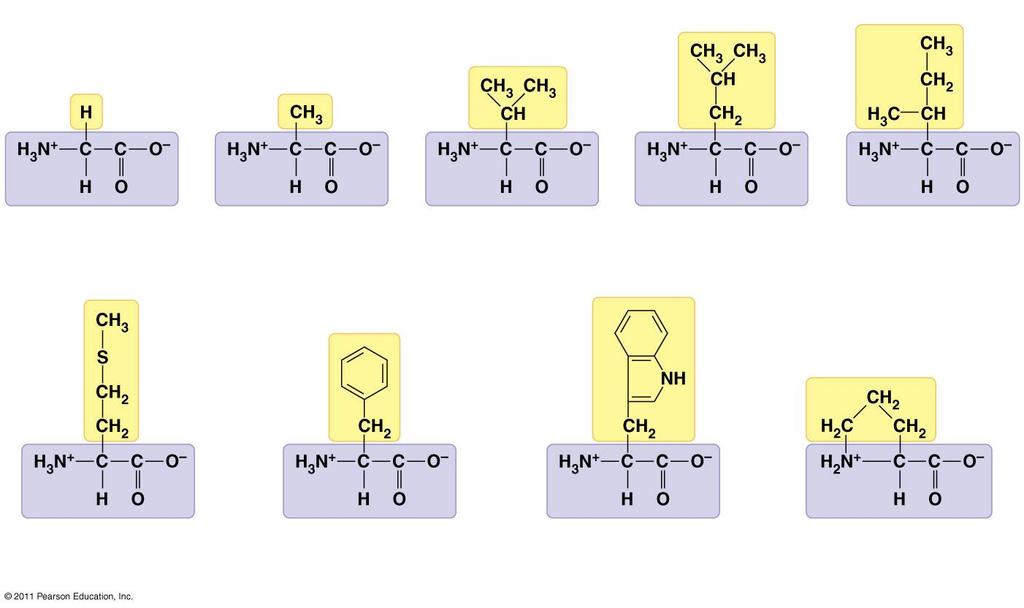 Hydrophobic Amino Acids Nonpolar side chains; hydrophobic Side chain Glycine (Gly or G) Alanine (Ala or A) Valine (Val or V)