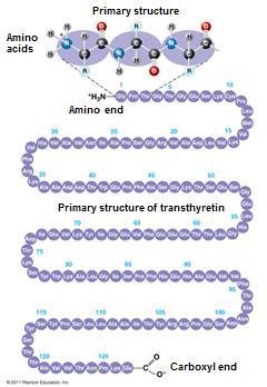 Primary Structure Primary structure, the sequence of amino acids in a protein, is like the