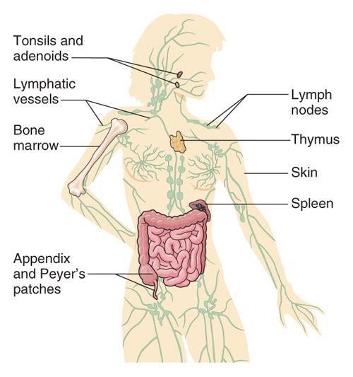 Lymphadenitis - Is an enlargement of the lymph nodes Lymph aden itis -