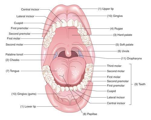 Tonsillitis - Inflammation of the tonsils - Symptoms: infected and enlarged tonsils, difficulty swallowing,