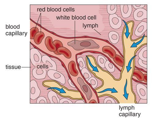 Functions What are the functions of the lymphatic system? 1.