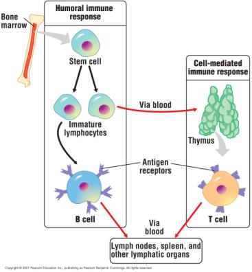 Maturation of B cells and T cells During maturation, T cells and B cells become immunocompetent and acquire distinctive surface proteins Some function as antigen receptors, proteins that recognize