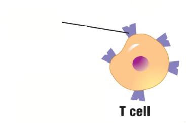 Particularly effective against intracellular pathogens, some cancer cells and foreign tissue transplants CMI always involves cells attacking cells Antibody-mediated immunity Destruction of by