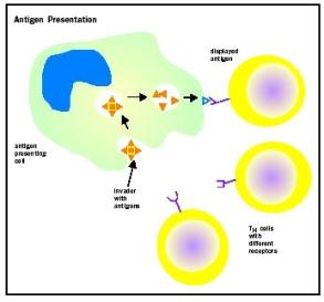 Each T H cell has a different receptor, allowing it to recognize a different antigen. The APC "shows" the antigen to the T H cells until there is a match between a T H cell receptor and the antigen.