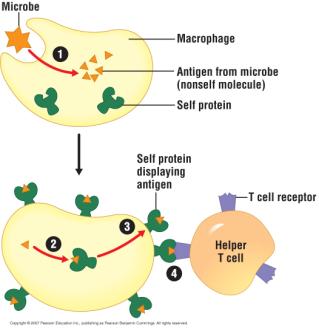 There is rapid proliferation of memory cells, resulting in a far greater antibody titer than during a primary