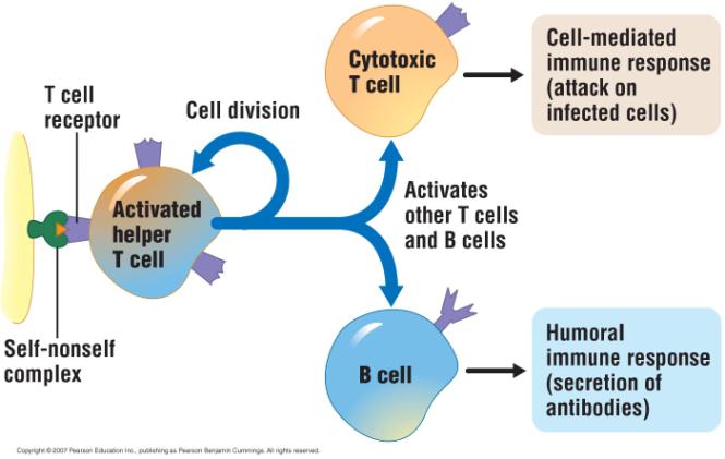 T cells Respond to pathogens that have already entered body cells Cell-mediated immune response Two main types of T