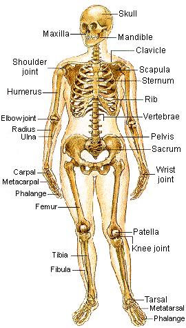 Makes up the general framework of the body. Composed of 206 named bones of various shapes and sizes. Ligaments hold bones together. Cartilage can be found between many of the bones.