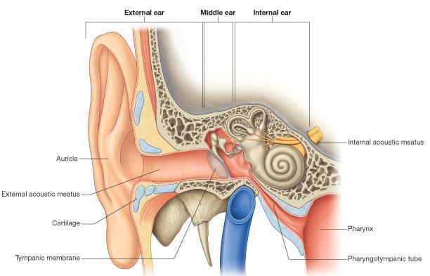 The Ear The ear consists of : 1-THE EXTERNAL