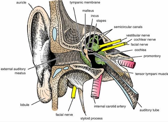 THE ANTERIOR WALL is formed below by a