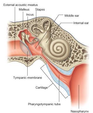 As the tube descends it passes over the upper border of the superior constrictor muscle It serves to equalize air pressures