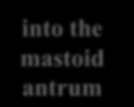 posterior wall of the mastoid antrum is related to