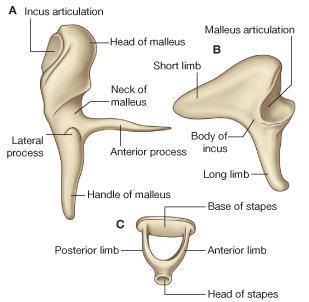 possesses head, a neck, a long process or handle, an anterior process, and a lateral