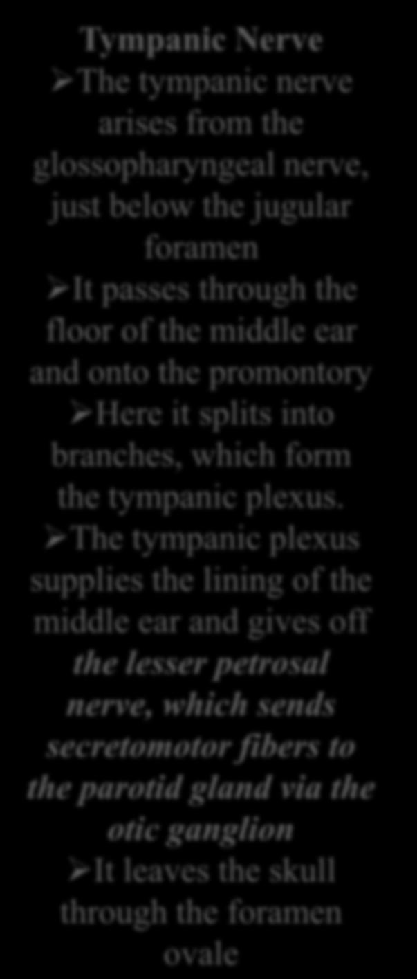 Tympanic Nerve The tympanic nerve arises from the glossopharyngeal nerve, just below the jugular foramen It passes through the floor of the middle ear and onto the promontory Here it splits into