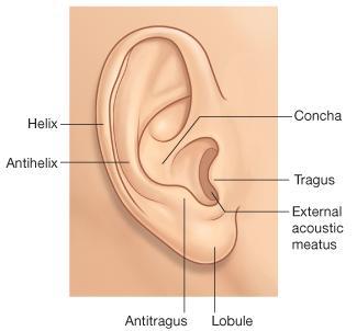 A-AURICLE It consists of: