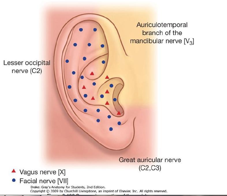 Great auricular nerve: the lower ½ of both inner and outer