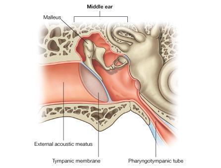 Middle Ear (Tympanic Cavity) It contains the auditory