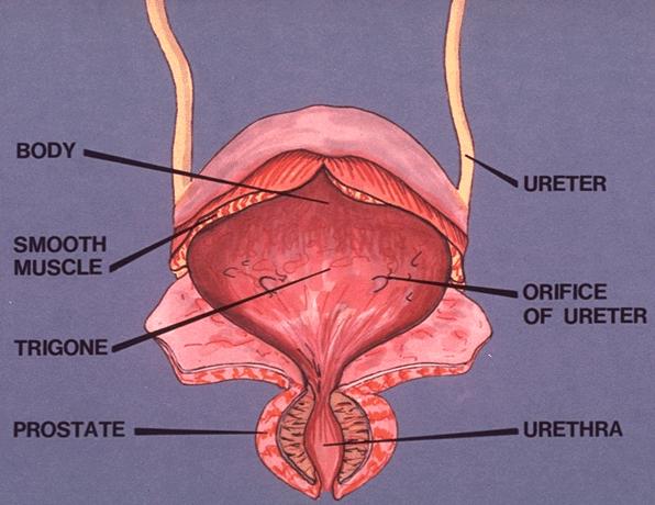 Renal Physiology: Filling of the Urinary Bladder, Micturition,