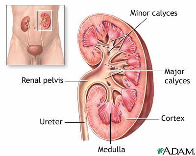 Functions of the Urinary Bladder 1. storage of urine 150 cc 1 st urge to void 2.