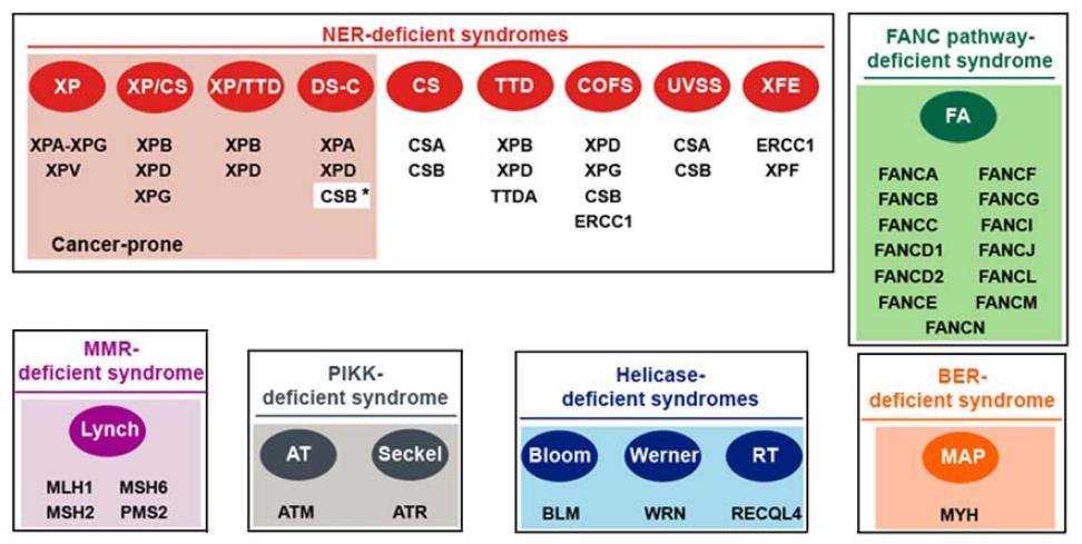 Selected target genes: Multigene-sequencing for hereditary cancer syndrome in NTUH: a customized 68 genes panel Hereditary cancer syndrome DNA repair gene Whole gene, including exon, intron promoter