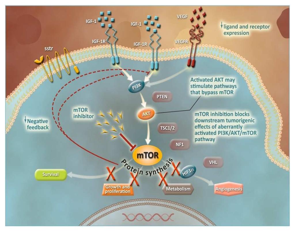 Rationale for mtor Inhibition in NET mtor is a central regulator of growth, proliferation, cellular metabolism, and angiogenesis 1-3 mtor pathway activation is observed with genetic cancer syndromes