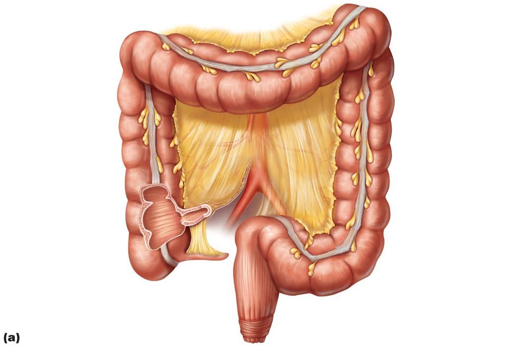 Figure 23.29a Gross anatomy of the large intestine.
