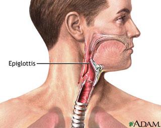 Epiglottis The epiglottis (aka glottis) is a flap of skin that covers the