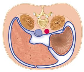 Pleura - pleura covering the lungs Peritoneum the serous