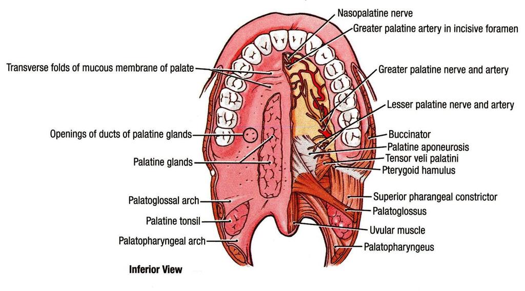 Motor innervation of soft palate can be tested by saying Ah, normally soft palate rises upward and