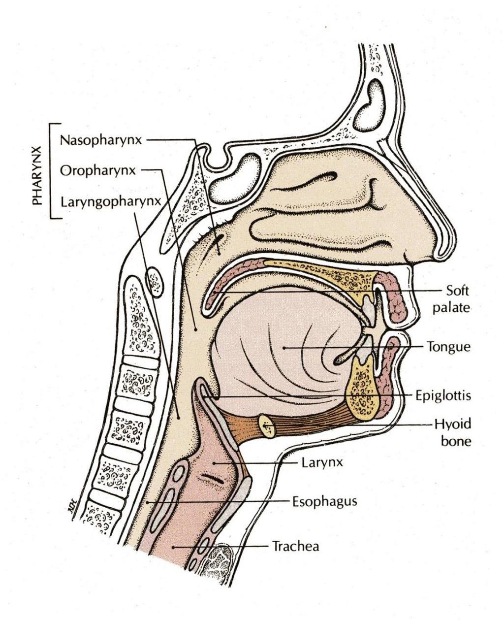 MOVEMENTS OF SOFT PALATE Pharyngeal isthmus: (It is the communication between nasal and oral parts of the