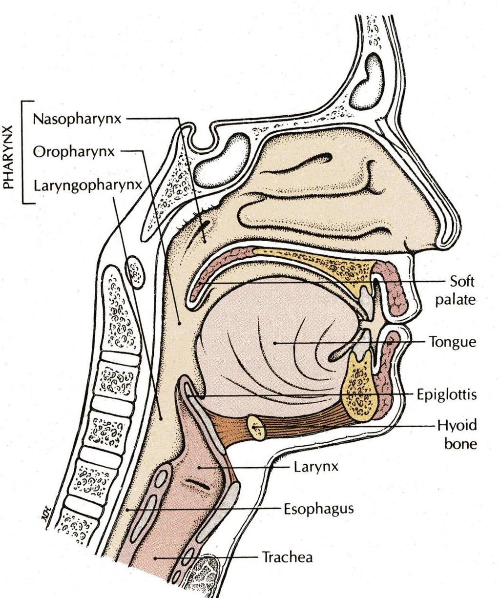 TONGUE Tongue is a mass of striated muscles covered with mucous membrane. Its anterior 2/3 lies in the mouth, and its posterior 1/3 lies in the pharynx.