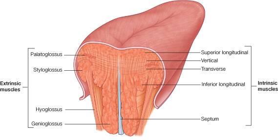 MUSCLES OF THE TONGUE Muscles of the tongue are divided into two types: Intrinsic and Extrinsic.