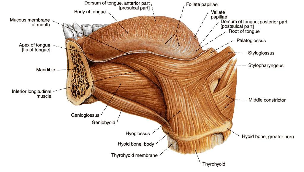 Extrinsic Muscles of the Tongue Extrinsic Muscles:4 pairs attached to