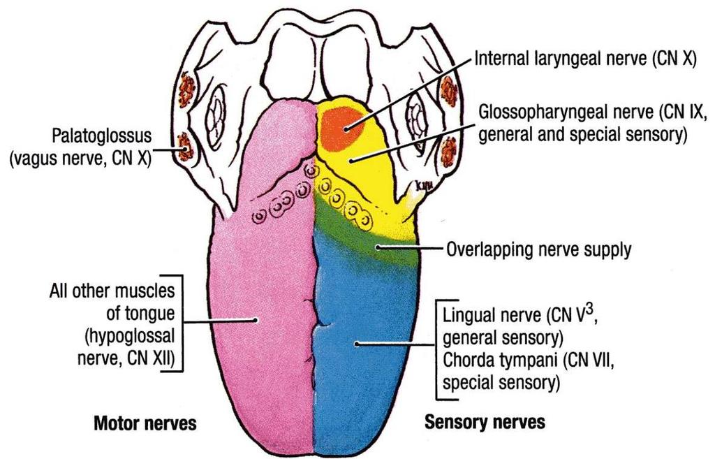 SENSORY INNERVATION Anterior 2/3: General sensations; (Lingual) nerve. Taste fibers excluding the vallate papillae, Chorda Tympani of the (Facial) nerve.