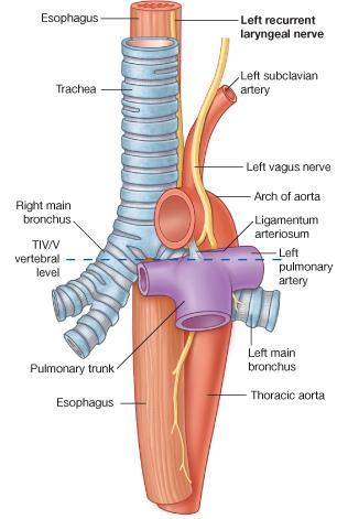 mediastinum At the level of the sternal angle, the