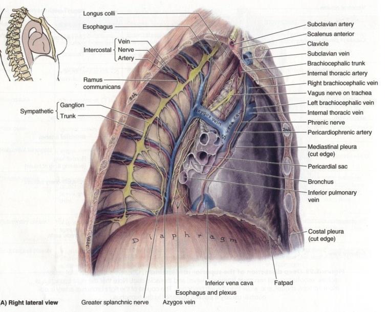 recurrent laryngeal nerve Left