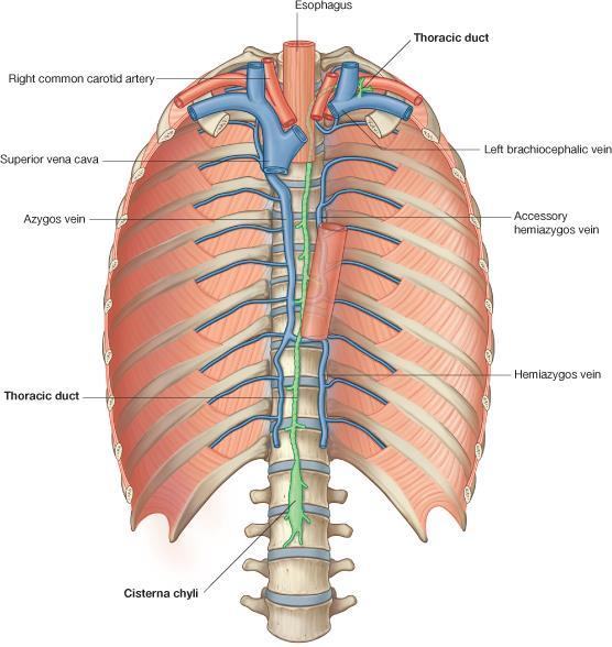 Thoracic part POSTERIOR RELATIONS Bodies of the thoracic vertebrae Thoracic duct Azygos