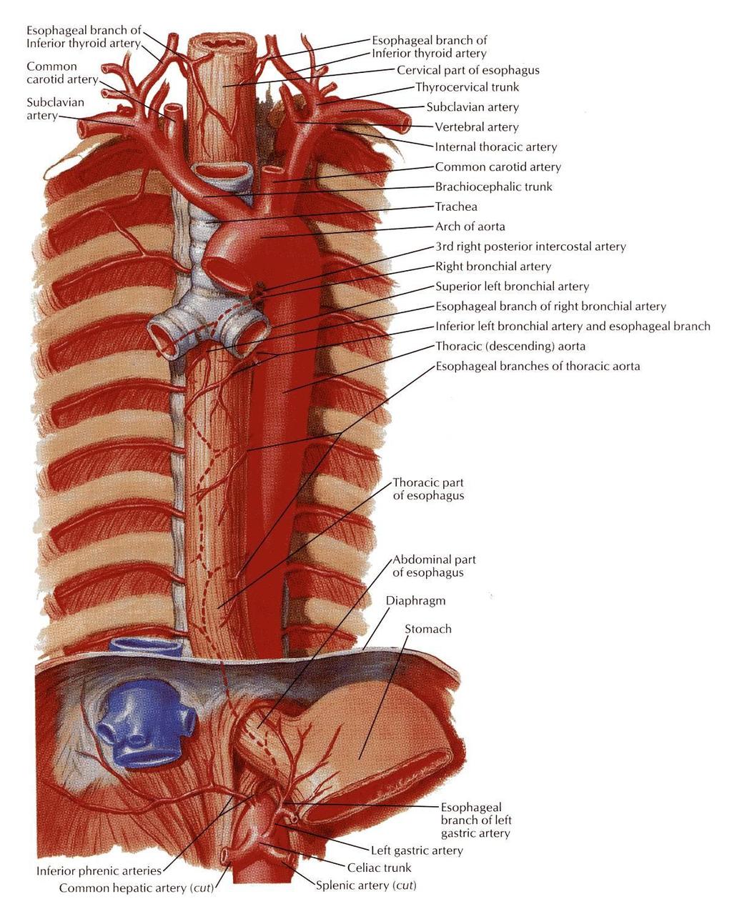 ARTERIAL SUPPLY Upper third is supplied by the inferior thyroid artery.