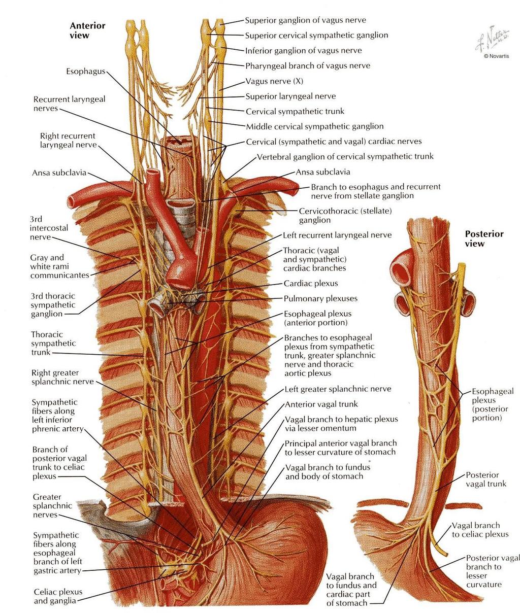 NERVE SUPPLY It is supplied by sympathetic fibers from the sympathetic trunks. The parasympathetic supply comes form the vagus nerves.