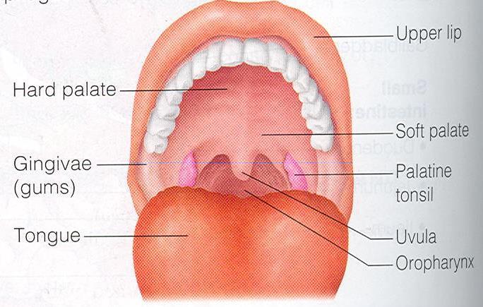 Vestibule It is divided into the 1- Vestibule: Which lies between teeth &
