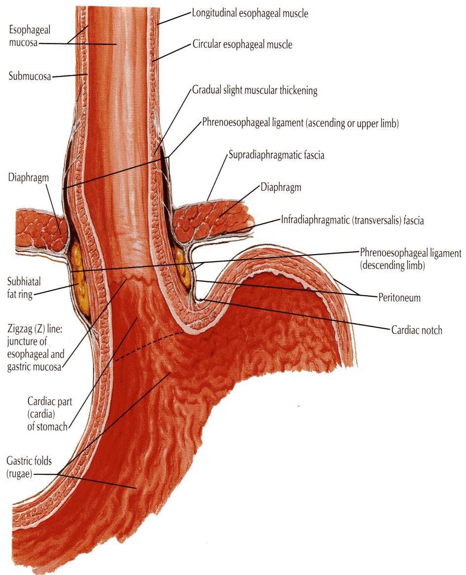 CARDIAC ORIFICE It is the site of the gastro- esophageal sphincter. It is a physiological sphincter rather than an anatomical, sphincter.