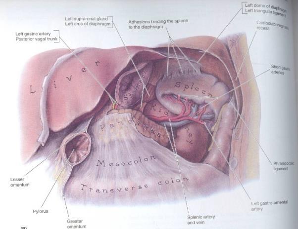 POSTERIOR RELATIONS Left crus of diaphragm. Left suprarenal gland.